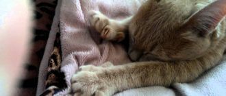 Кошка мнет одеяло