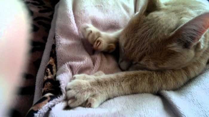 Кошка мнет одеяло