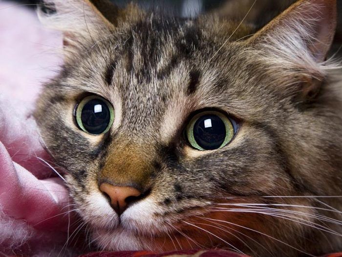 Стресс у кошек лечение в домашних условиях thumbnail