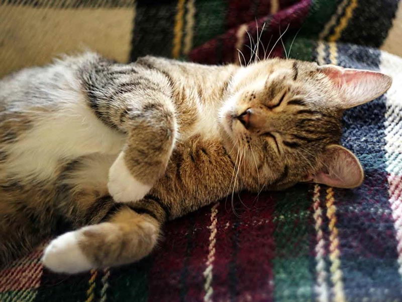сиамская кошка значение в жизни человека