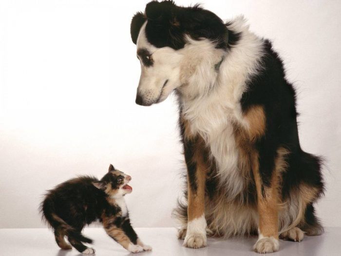 ТОП способов подружить кошку с собакой в разном возрасте