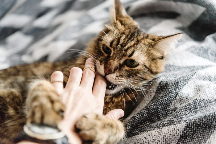 Как правильно отучить кота кусаться и царапаться: причины агрессии и что делать