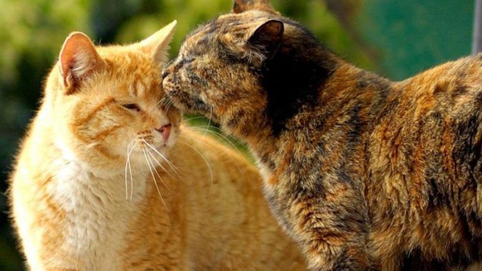 Кошки любят друг друга