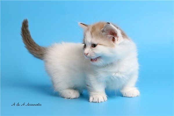 Породы кошек манчкин с фотографиями