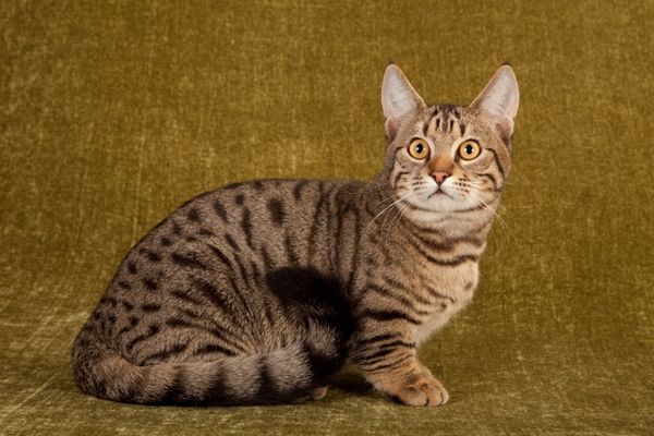 Породы кошек манчкин с фотографиями