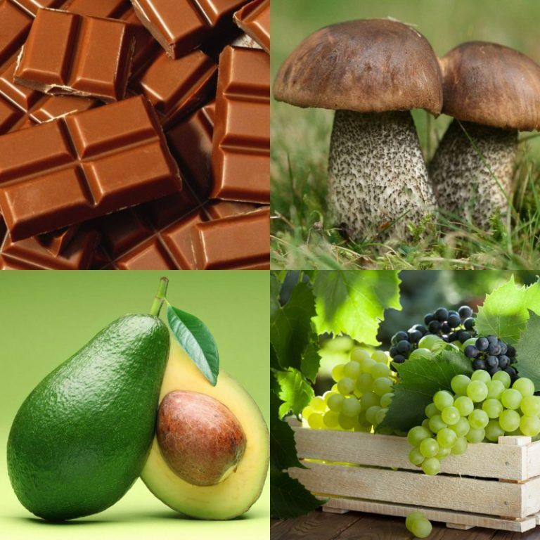 Чем нельзя кормить кошек и котят: 11 запрещенных продуктов