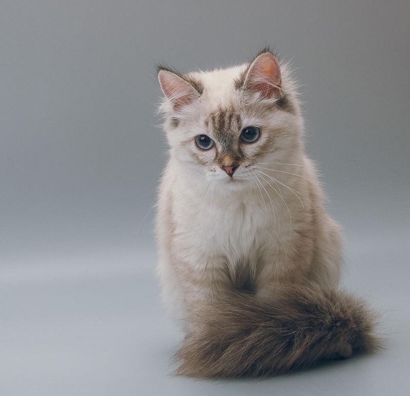 Невская маскарадная кошка: 20+ фото, описание породы, цена