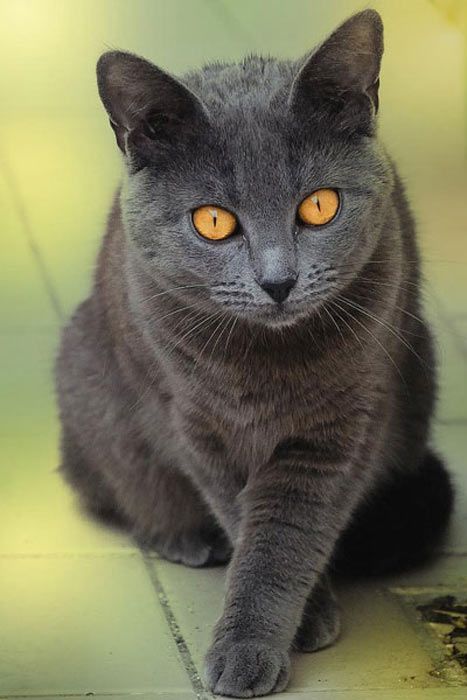 Серый Котик Фото