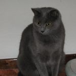 Серый любопытный кот