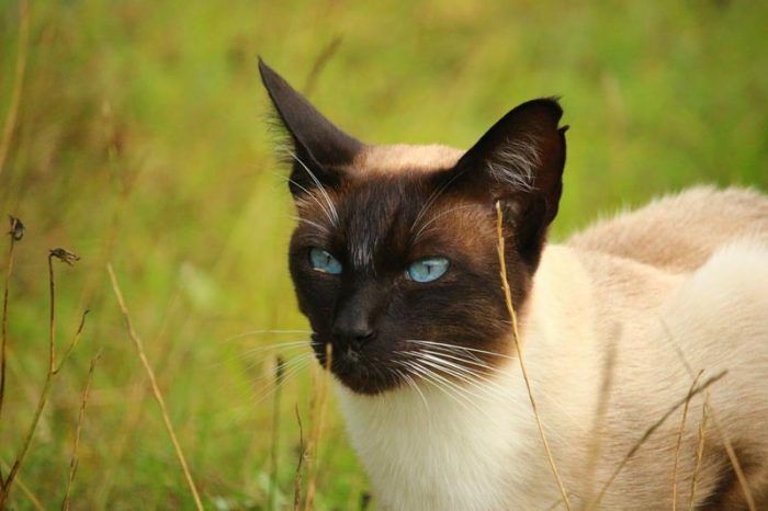 Тайская кошка: 27 фото, описание породы и характера
