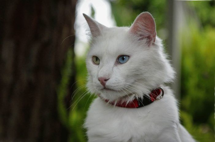 Белый кот с разными глазами, белоснежный котенок