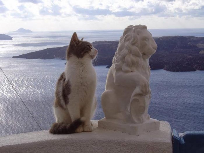 Кот и статуя
