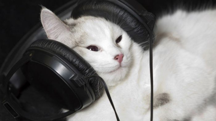 Музыка для кошек и котов: как влияет, откуда появилась