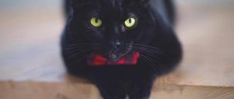 Черный кот в бантике