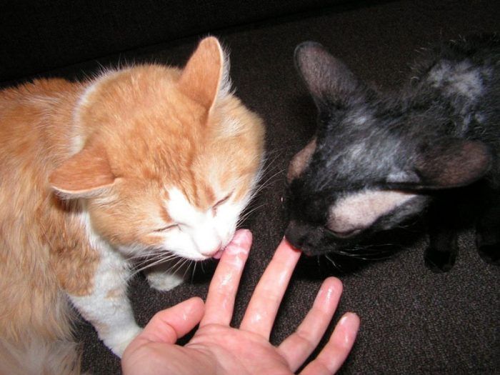 Коты лижут пальцы