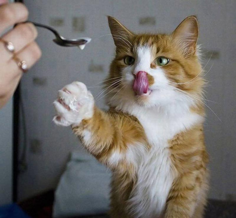 Кот просит еды