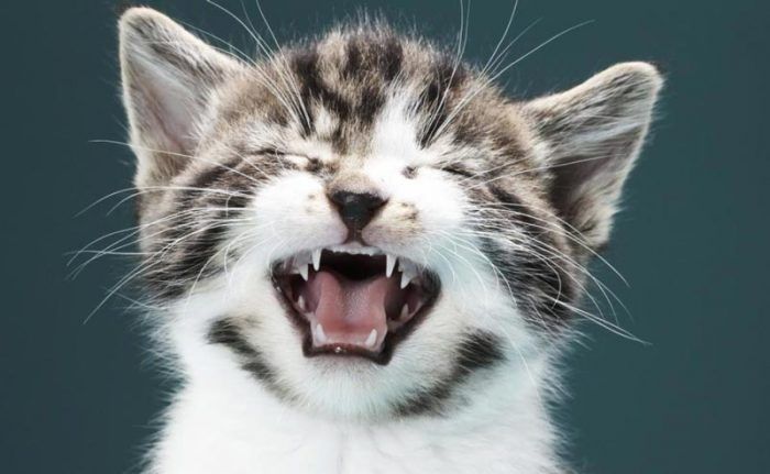 Котенок чихает и кашляет: что делать, причины, заболевания