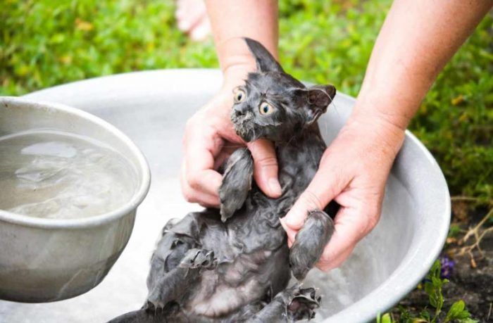 Кот не любит мыться
