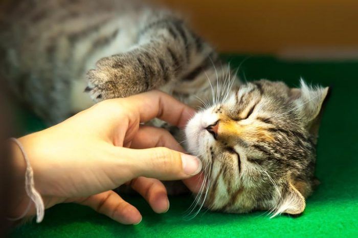 Гладить кошку во сне: толкование сонников, к чему снится, нюансы