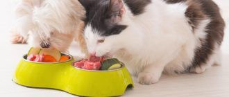 Коты едят овощи и мясо
