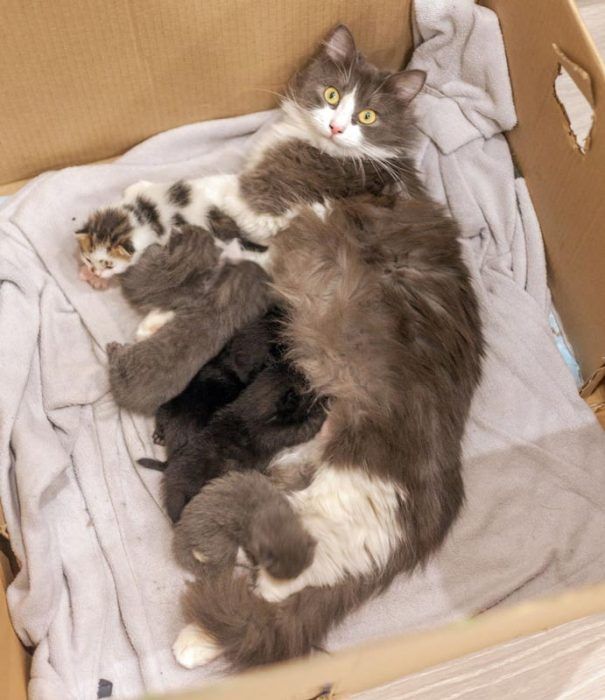 Кошка с маленькими котятами
