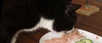 Кот ест натуралку