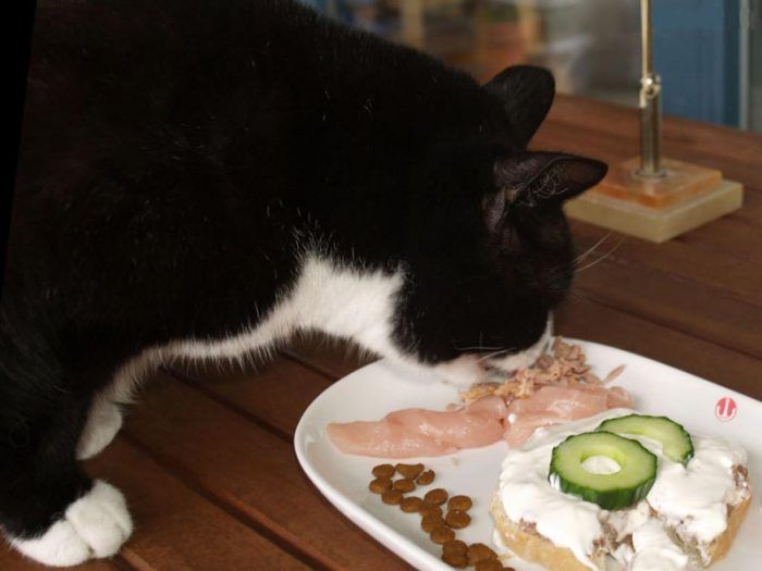 Чем кормить кошку?
