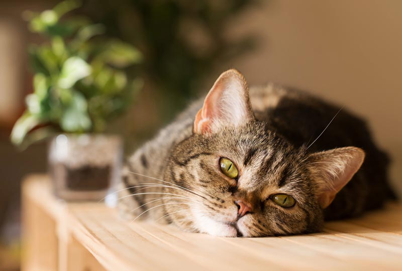 Как отучить кошку лазить по столам: причины поведения, советы