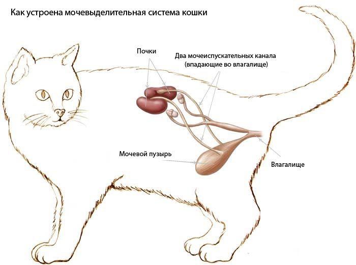 Почечная недостаточность у кошек и котов: симптомы ХПН и острой формы, лечение