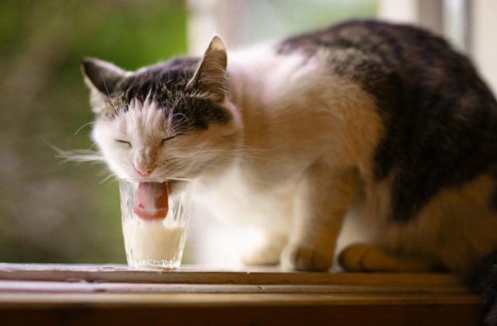 Почему кошкам нельзя давать молоко?
