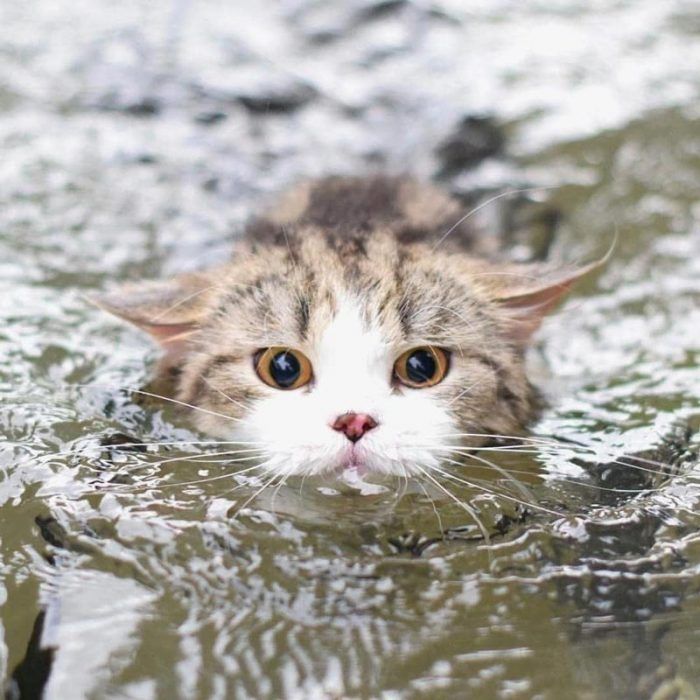 Кот плавает