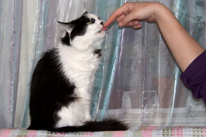 Кошка лижет пальцы хозяйке