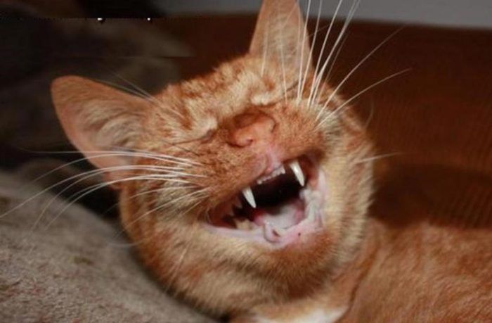 Сколько зубов у кошки: взрослой и маленького котенка