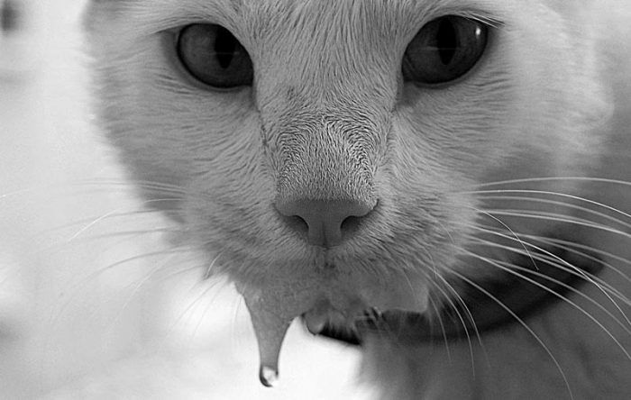 У кота текут слюни изо рта: причины, почему, прозрачные как вода, что делать