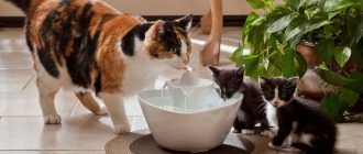 Поилка фонтан для кошек