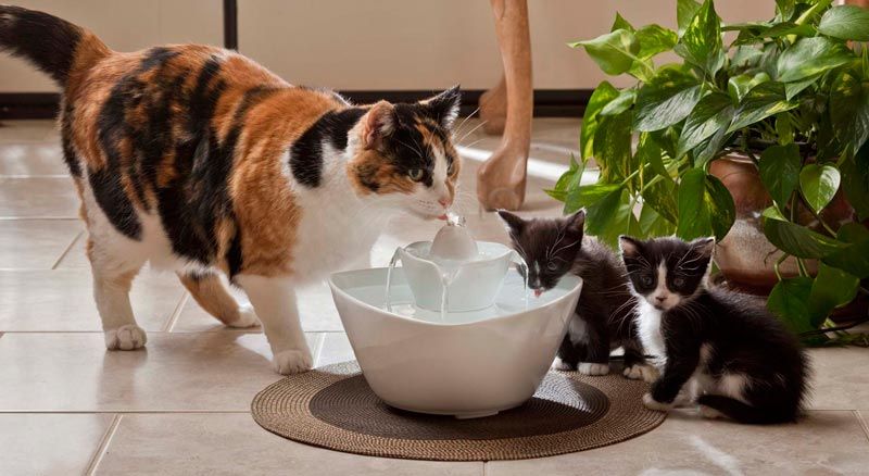 Поилка (фонтан) для кошек: рейтинг лучших 4, как сделать самому