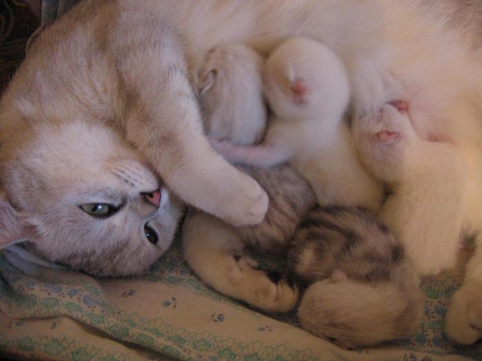 Кошка и её детки