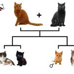 Потомство рыжей кошки и черного кота