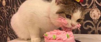 Кошка ест торт