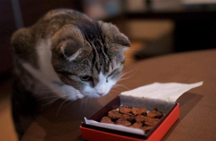 Кот нюхает сладкие печеньки
