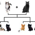Потомство трехцветной кошки и черного кота