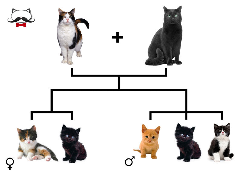 Селекционер скрестил кошку чистой линии с черным. Наследование кошачьего окраса. Генетика кошек. Наследование цвета шерсти у кошек. Наследование окраса у кошек.