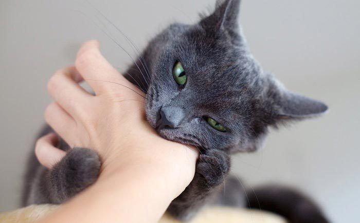 Почему кошка кусается когда ее гладишь, кусачие коты