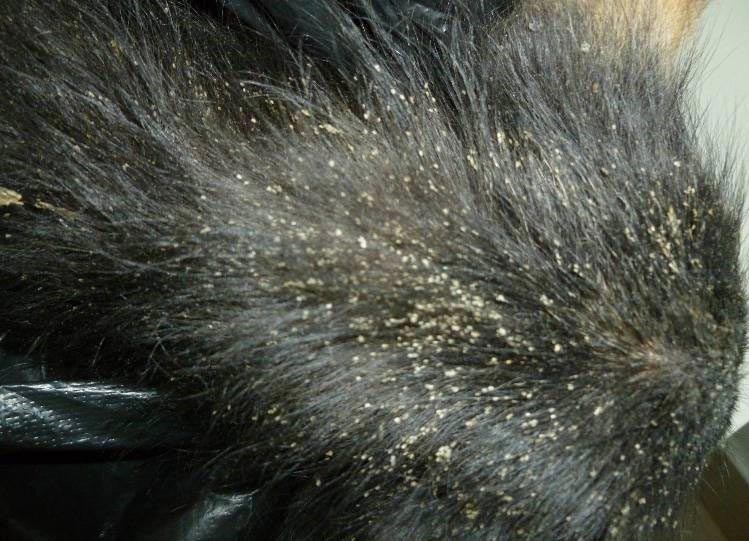 Чем опасны кошачьи волосы для ребенка