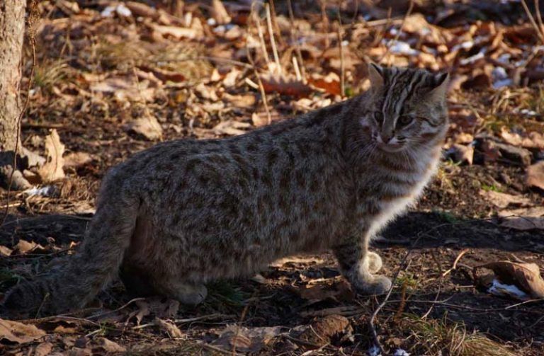 Дальневосточный лесной кот фото и описание