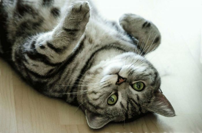 Мраморная кошка: какие породы бывают подобного окраса, 37 фото