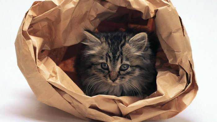 Кот в мешке: значение выражения, откуда пошло, аналоги