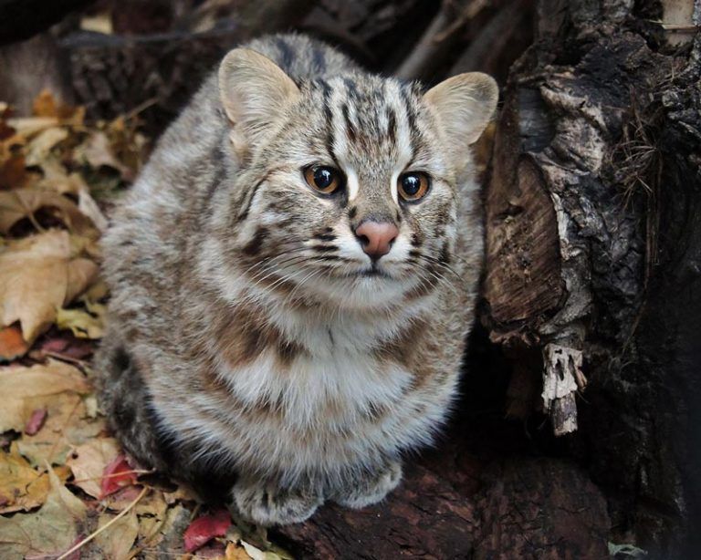 Дальневосточный лесной кот фото и описание