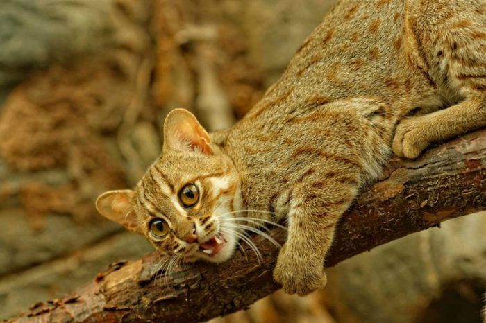 Ржавая или маленькая дикая кошка: фото и описание
