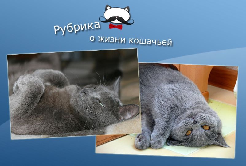 Кот отвечает. Коты синоптики. Кот метеоролог. Кот синоптик. Как кот спит и к какой это погоде?.